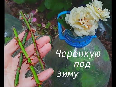 Видео: Черенкую розы глубокой осенью  на улице. Эффективный и беспроблемный способ.