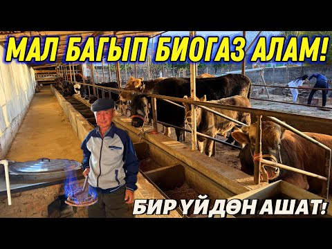 Видео: 2 УЙДАН БИР ҮЙГӨ ЖЕТЕ ТУРГАН ГАЗ ЧЫГАТ 🤯 #байтв 