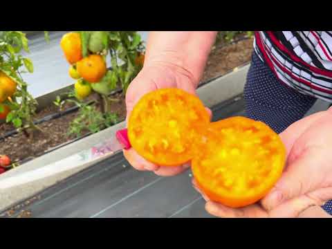 Видео: 🍅 Обзор томатов 2024.