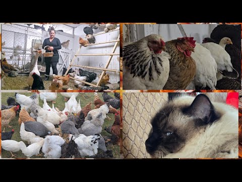 Видео: НЕЗНАЕМ КАК РЕШИТЬ ЭТУ ПРОБЛЕМУ. 