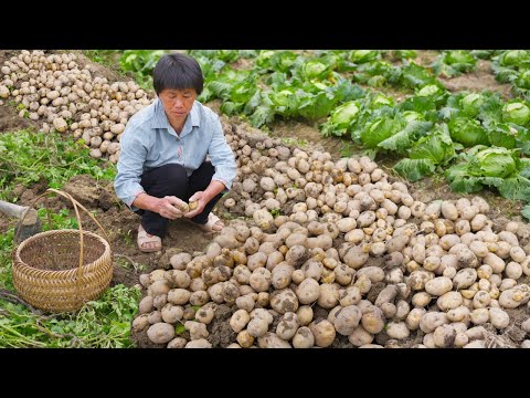 Видео: Картофельные розы, настоящий и искусственный картофель, бабушкина вкусная еда полна хитростей