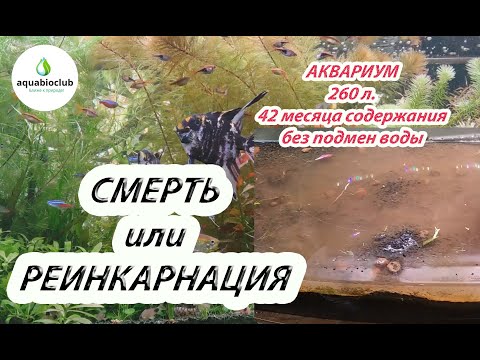Видео: Смерть или реинкарнация аквариума  без подмен?