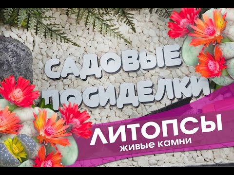 Видео: Литопсы  - секреты ухода и выращивания в домашних условиях. Проверенный способ пересадки.