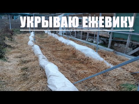 Видео: Укрываю ежевику в зиму