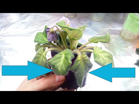 Видео: Как СПАСТИ ПОГИБАЮЩУЮ ФИАЛКУ? Фиалка ВЯНЕТ НА ГЛАЗАХ. Почему?