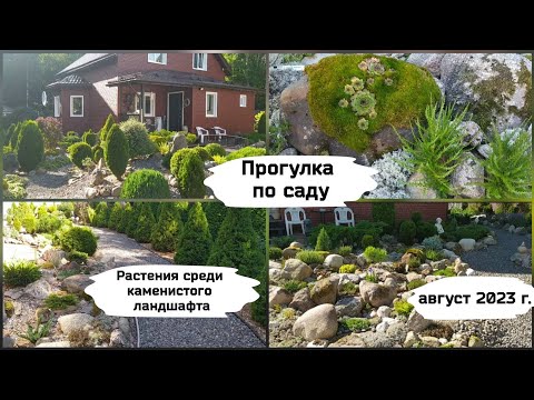 Видео: Прогулка по саду (8 августа 2023 г.)