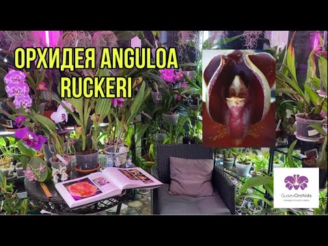 Видео: Необычная орхидея Anguloa Ruckeri