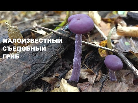 Видео: ЛАКОВИЦА лиловая (аметистовая)/Laccaria amethystina - малоизвестный СЪЕДОБНЫЙ гриб
