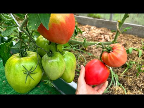 Видео: ОБЗОР МОЕЙ ТОМАТНОЙ ТЕПЛИЦЫ. Какие сорта выращиваю и что из этого получается