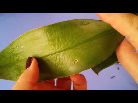 Видео: пересадка уцененной ОРХИДЕИ из Оби..15.05.20.