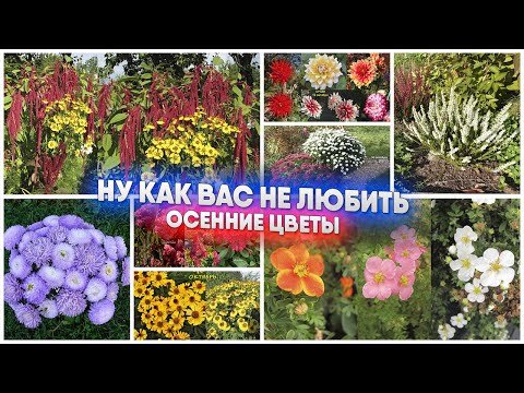 Видео: НУ КАК ВАС НЕ ЛЮБИТЬ ОСЕННИЕ ЦВЕТЫ