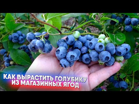 Видео: Как вырастить голубику из магазинных ягод