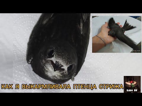 Видео: КАК Я ВЫКАРМЛИВАЛА ПТЕНЦА СТРИЖА