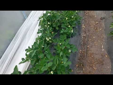 Видео: Клубника Альба,Азия,Априка,Александра,Сандра,Лючия,Мальга,Брина,Надя,Клери. Цветения.Налив ягоды.