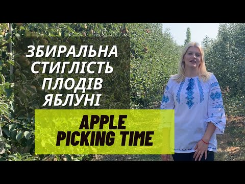 Видео: Когда собирать яблоки? Определение уборочной / съемочной спелости плодов яблони