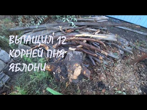 Видео: Обменялись с соседкой ГИБИСКУСАМИ Дима выдернул 12 КОРНЕЙ ЯБЛОНИ Моя ПЕРЕПЛАТА Горгазу_05.09.2025