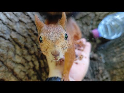 Видео: Давно не был у волшебного дерева) 🤗 It's been a long time since I visited the magical tree (no talk)