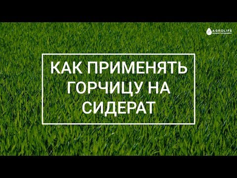 Видео: Как применять горчицу на сидерат в огороде и ее посев? | Agrolife.ua "Вы спрашиваете, мы отвечаем"