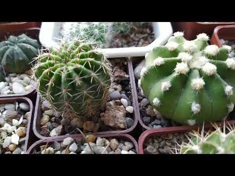 Видео: Кактусы и суккуленты на балконе.Обзор коллекции от 12 мая.