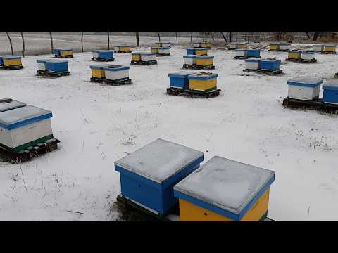 Видео: Карпатка в зиму. Точёк 4