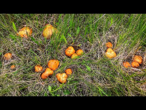 Видео: ОГРОМНЫЕ ПОЛЯНЫ ГРИБОВ МАСЛЯТ В МАЕ 2020 !!! ГРИБЫ МАСЛЯТА