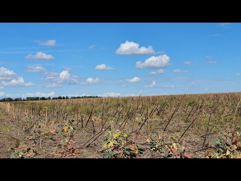 Видео: ПОСЕВ ОЗИМОЙ ПШЕНИЦЫ ПО NO-TILL 2022.16.09.22.МТЗ 892,СЗ-3.6