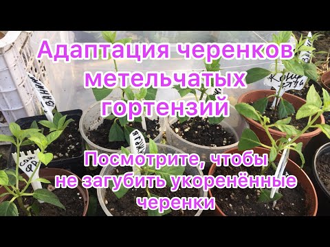 Видео: АДАПТАЦИЯ ЧЕРЕНКОВ МЕТЕЛЬЧАТЫХ ГОРТЕНЗИЙ