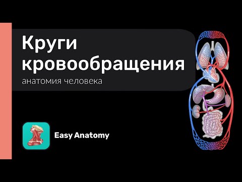 Видео: Круги кровообращения