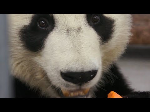 Видео: Панда Жуи: как договориться с медведем 🐼