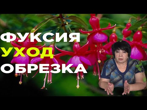 Видео: ФУКСИЯ УХОД В ДОМАШНИХ УСЛОВИЯХ