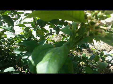 Видео: Лиманарни дар нохияи Кумсангир🍋ليمون