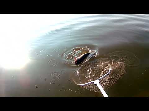 Видео: СОМ НА КВОК .С ПОПЛАВКОМ НА СОМА.