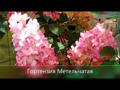 Видео: Метельчатая гортензия из холодного фарфора