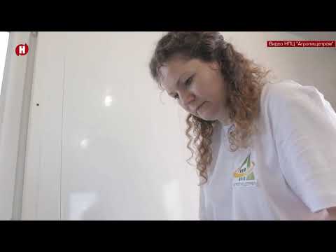 Видео: Ягодный сезон в разгаре сотрудники НПЦ «Агропищепром» продегустировали жимолость