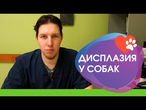 Видео: Дисплазия локтевых суставов у животных