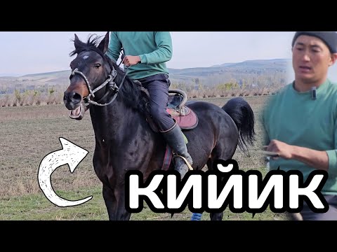 Видео: КИЙИК Кара-Кулжанын аты ЗАМАНДАН