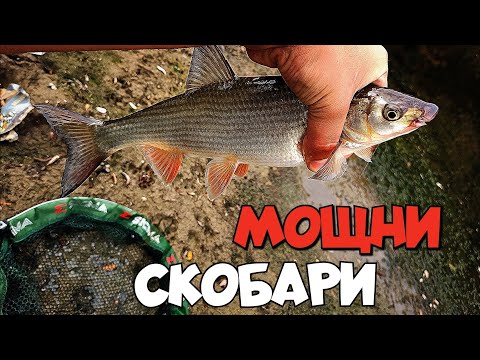 Видео: СКОБАРИ на ТРОХА ! РИБОЛОВ НА ПЛУВКА НА РЕКА РОСИЦА!