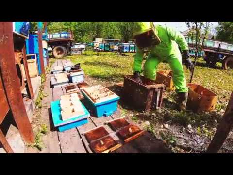 Видео: Самое короткое правильное заселение нуклеусов