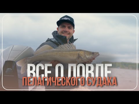 Видео: Ловля пелагического судака от А до Я
