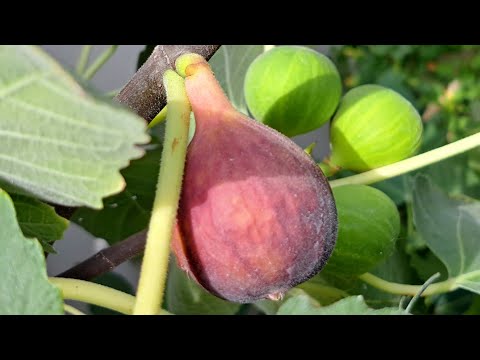 Видео: Инжир: Vartica, Malta Black, Hardy Chicago, Cyprus Black, BNR, VdS, Grisse de Lien, Unk Verde, CdN.