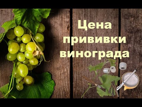 Видео: Трудно ли прививать виноград