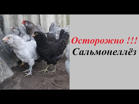 Видео: Болезни домашней птицы. Сальмонеллёз.    Diseases of poultry. Salmonellosis.