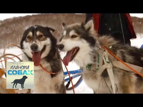 Видео: Гонка на собачьих упряжках "Берингия". Часть 2. Планета собак 🌏 Моя Планета