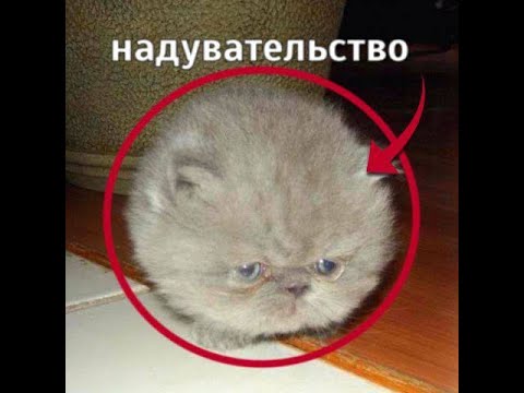 Видео: Смешные моменты в REPO! ДОМАШНЕЕ ВИДЕО!!!