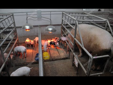 Видео: Скоро опоросы. Делаю новые станки для опороса.