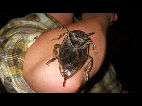 Видео: ӘЛЕМДЕГІ ЕҢ ҮЛКЕН 9 ЖӘНДІК