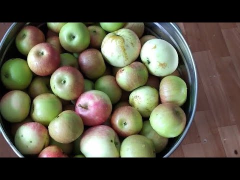 Видео: МОЧЁНЫЕ ЯБЛОКИ, АНТОНОВКА Зимой в деревне.