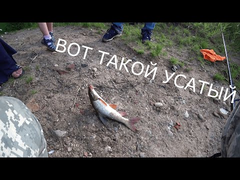 Видео: Монстры усачи атакуют,отличная рыбалка на Днепре фидером