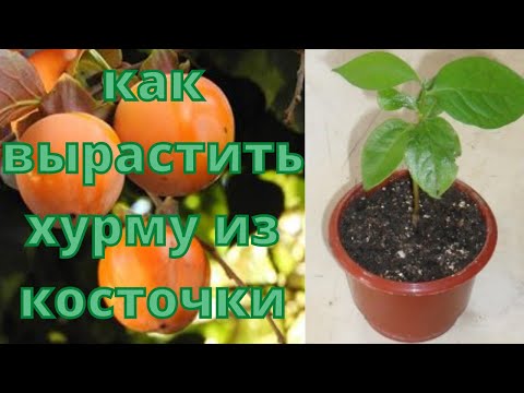 Видео: как вырастить хурму из косточки