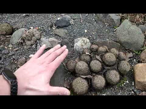 Видео: Зимостойкие кактусы, 2 апреля 2023 г.  Подмосковье, Волоколамский район.